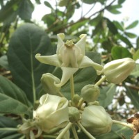 Calotropis gigantea (L.) W.T.Aiton